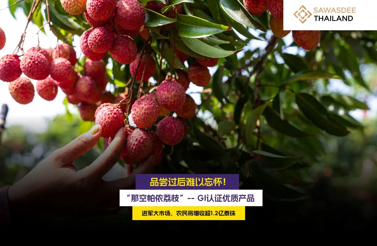 品尝过后难以忘怀！  “那空帕侬荔枝”-- GI认证优质产品 进军大市场，农民将增收超1.2亿泰铢