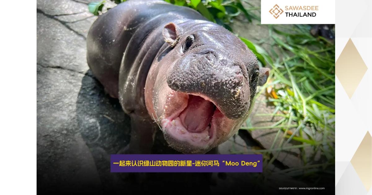 一起来认识绿山动物园的新星-迷你河马“Moo Deng”! - THAILAND.GO.TH