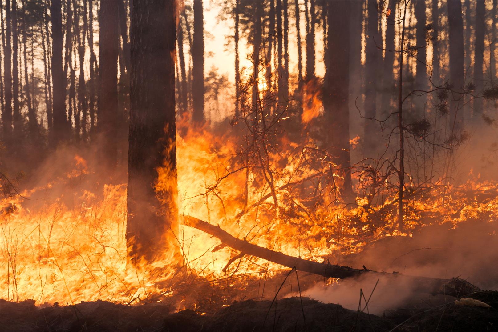 big-forest-fire-pine-stand.jpg