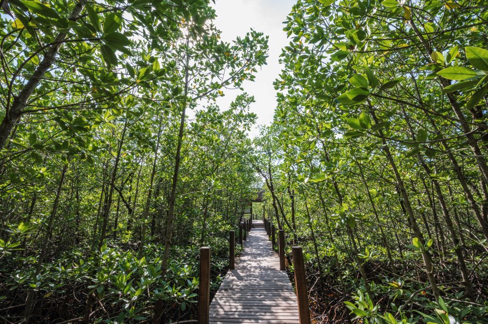 wooden-bridge-walkway-kung-krabaen-bay-mangrove-forest-chanthaburi-city-thailand.jpg