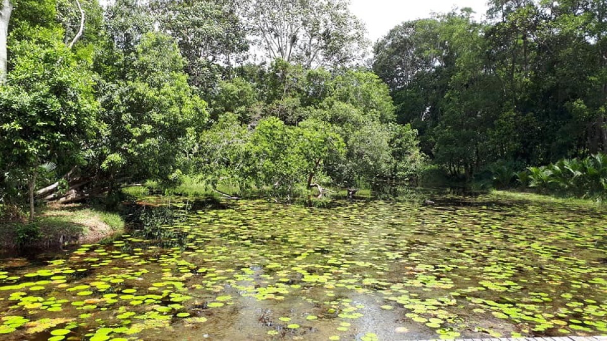 Southern Region - Toh Daeng Swamp Forest, Tha Pom Klong Song Nam Area Conservation Project