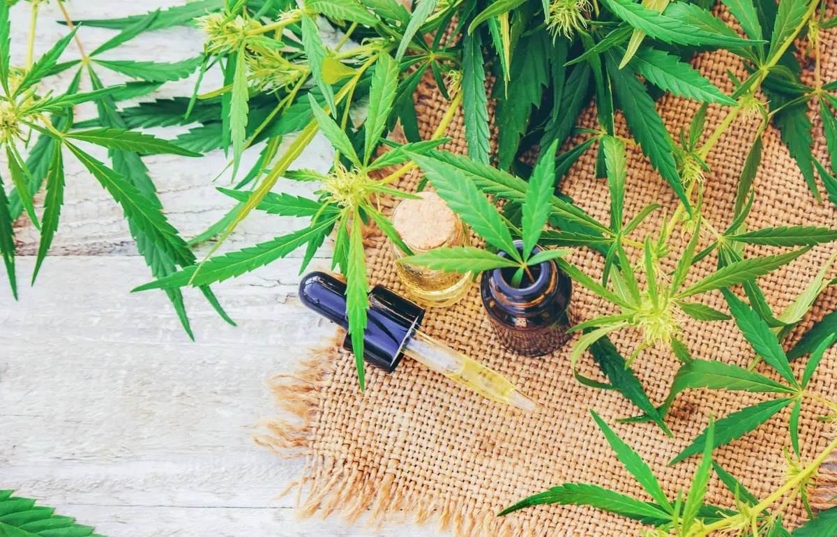 Cannabis and hemp extracts for beauty and spa treatments