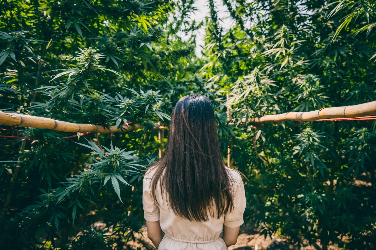 Exploring eight medical cannabis pathways