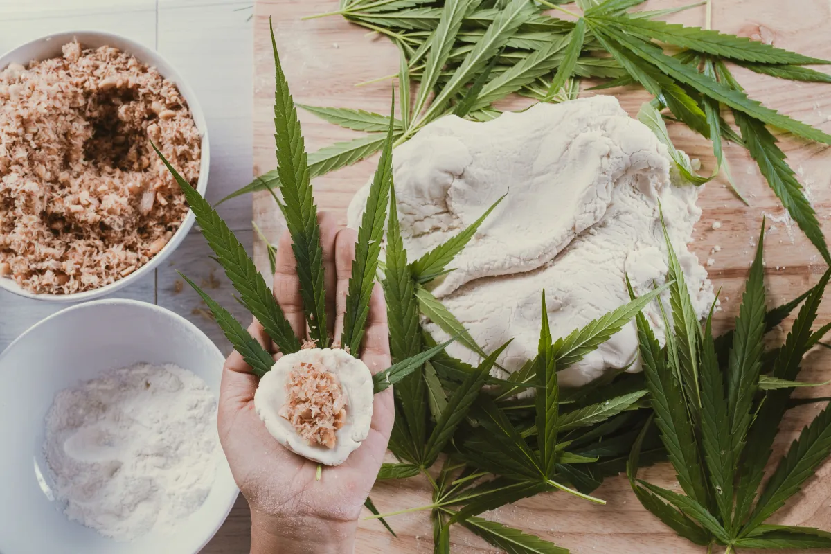 Uses for cannabis and hemp: Culinary, medical, and industrial