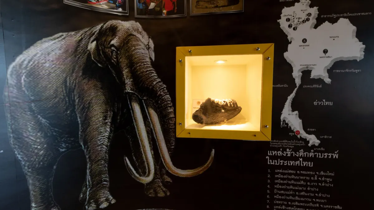 Historical Tourism: Ancient Fossils at Museum of Prehistoric Elephants in Satun