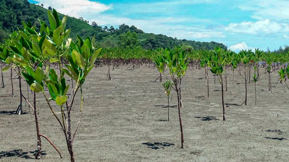 Creative Tourism: Planting Mangrove Trees (Sansai Ma Nam) in Ranong