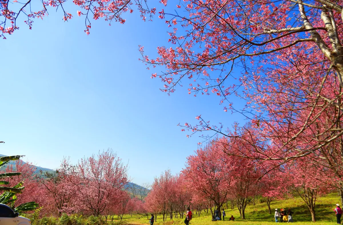 Nature Tourism – Wild Himalayan Cherry Tree Blossoms, Phu Lom Lo, Loei