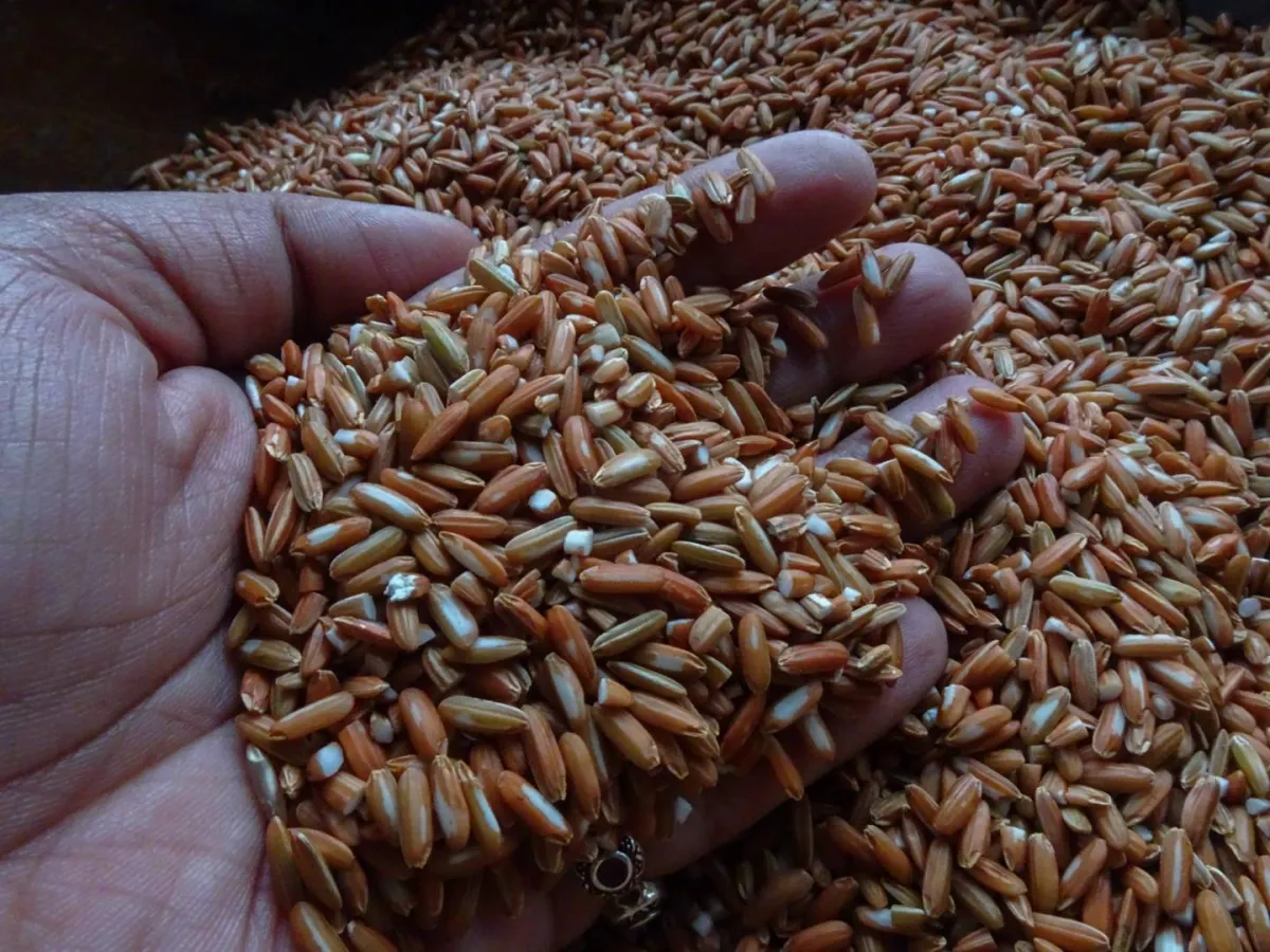 Mueang Loei red glutinous rice of Thailand has been registered as a GI, ranked 196th
