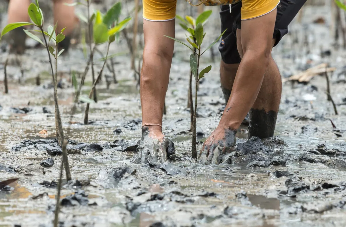 Government supports mangrove reforestation to earn carbon credits