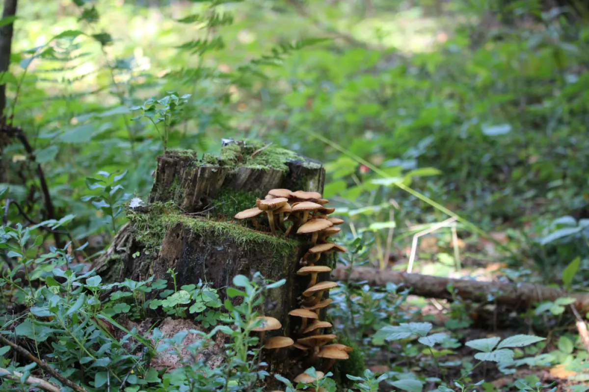 Documentation for Requesting Permission to Collect Non-Protected Forest Products within National Reserves