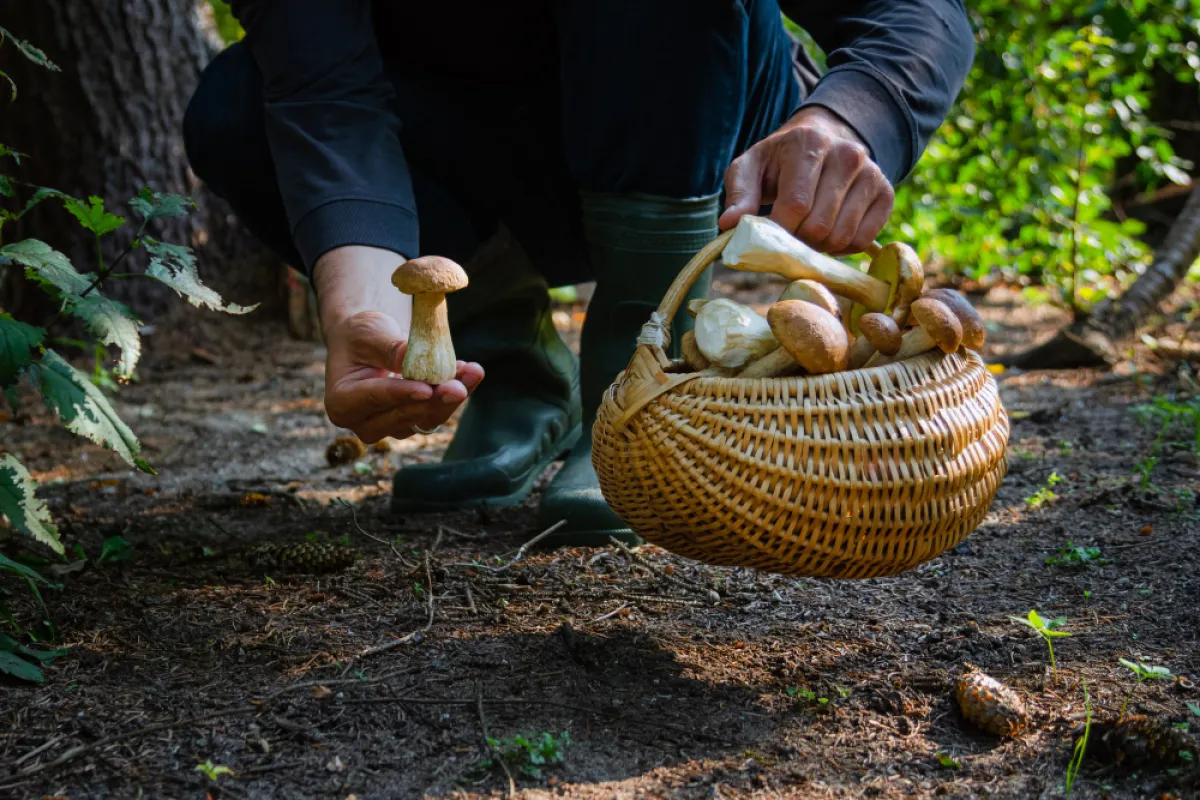 Steps and Conditions for Permit Request to Collect Non-Protected Forest Products within National Forest Reserves