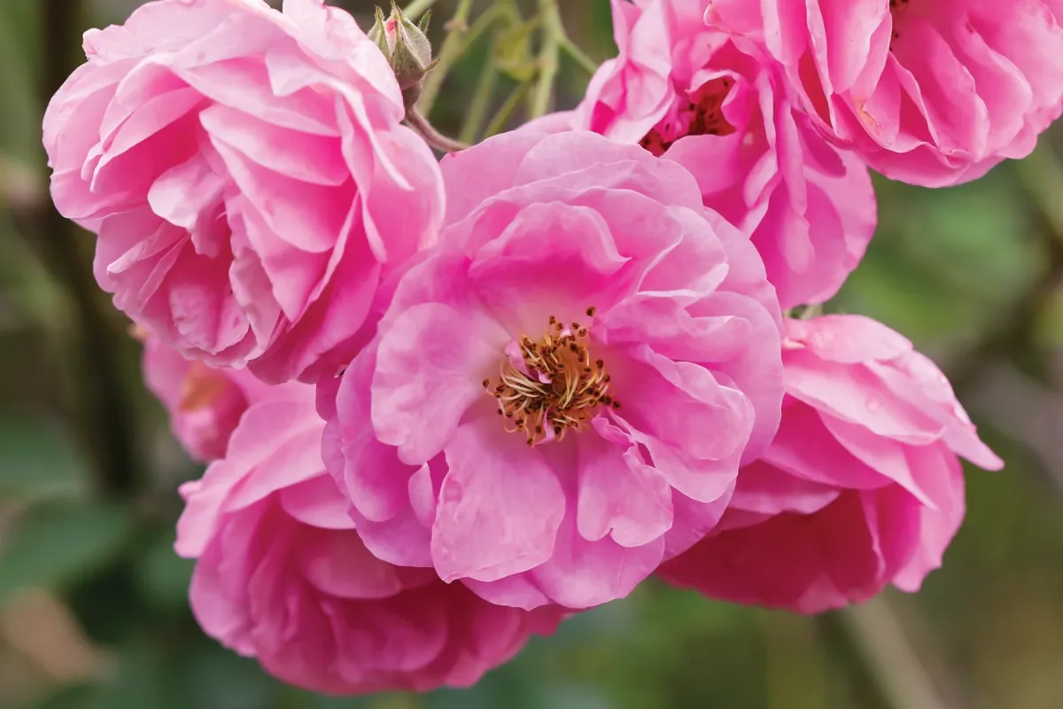 Damask Rose: A Fragrant Herb for Health and Value Creation