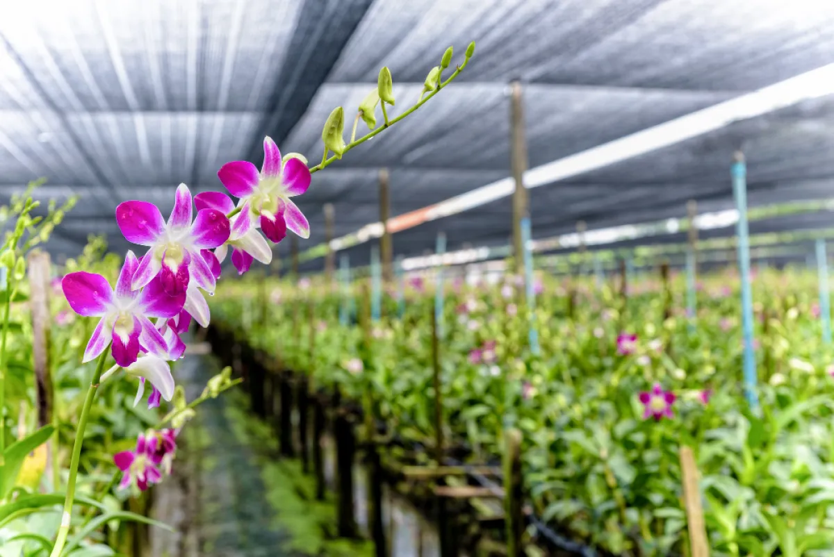 Criteria and Registration Procedures for Orchid and Ornamental Plant Nurseries for Export to the Republic of Korea