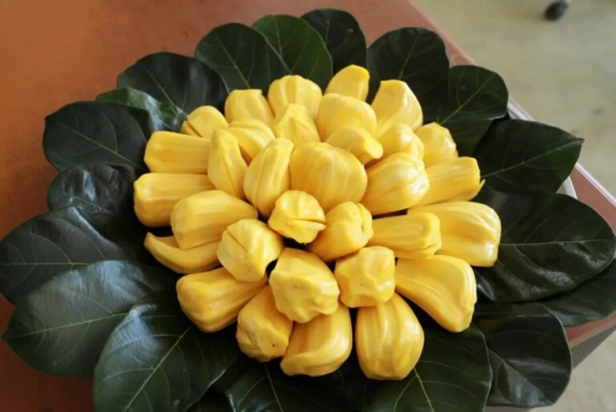 "Nong Hiang Chon Buri Jackfruit" registered as a Thai Geographical Indication Product, boosting revenue to the province