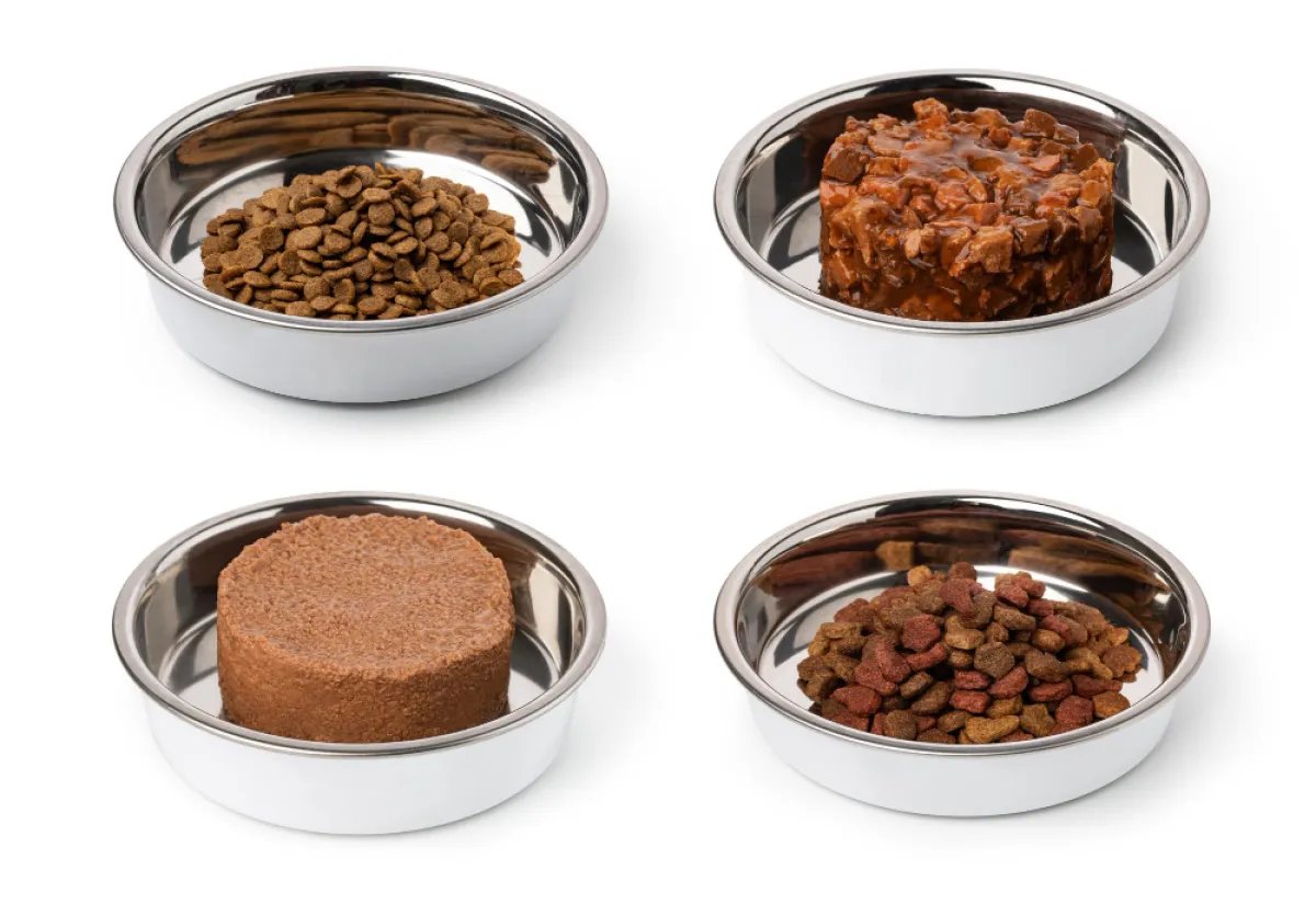 Did You Know? Thailand's vibrant pet food industry ranks as the 4th largest exporter globally and leads in ASEAN