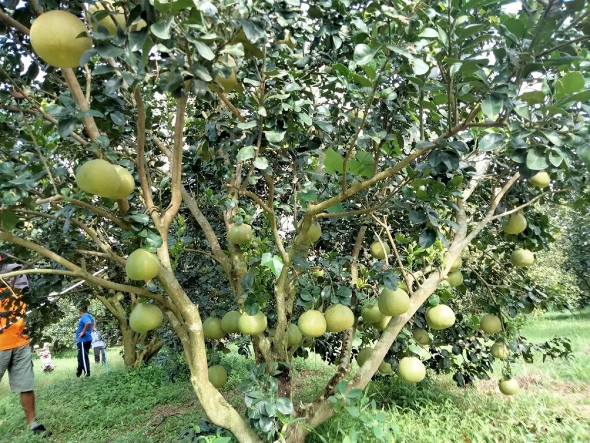 "The Prachin Pomelo and Ban Phon Milk Jujube” registered as Geographical Indication products, generating income for local communities."