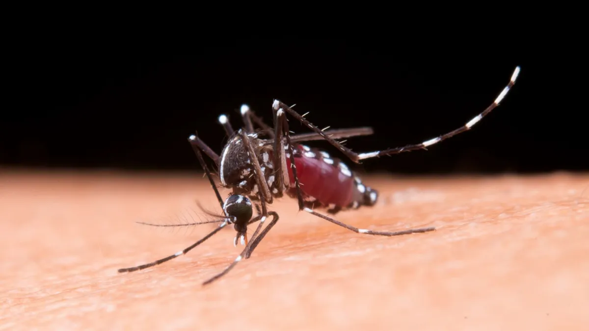 MOPH warns citizens and tourists to take precautions against dengue fever during the rainy season