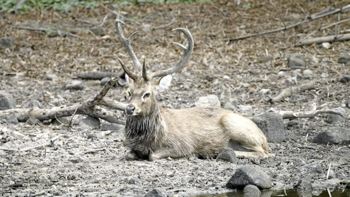 The National Biodiversity Bank führt die Erhaltung des "Elds Hirsch" an und präsentiert das Programm "Animal Pairing Analysis", um das Risiko des Aussterbens zu verringern.