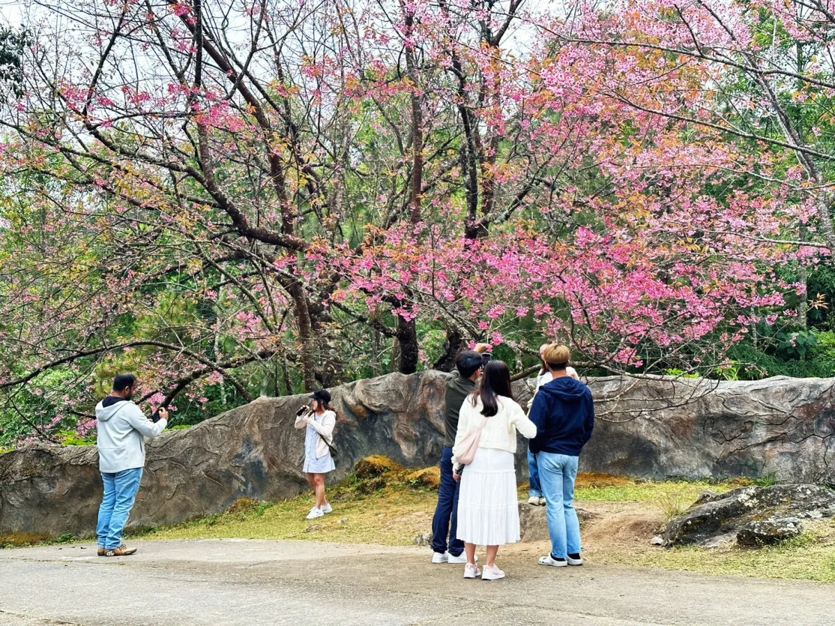 🌸อัปเดต! ภาพความสวยงามของดอกพญาเสือโคร่ง บนดอยอินทนนท์ ที่ศูนย์อนุรักษ์พันธุ์กล้วยไม้รองเท้านารี จ.เชียงใหม่ ที่กำลังเริ่มออกดอกอวดสีชมพูสะพรั่งงดงาม