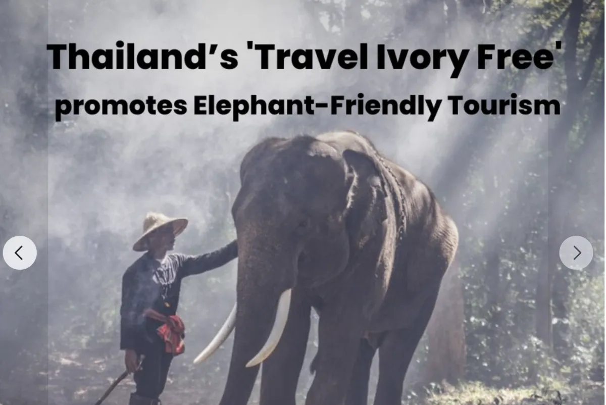 Thailand’s 'Travel Ivory Free' promotes Elephant-Friendly Tourism