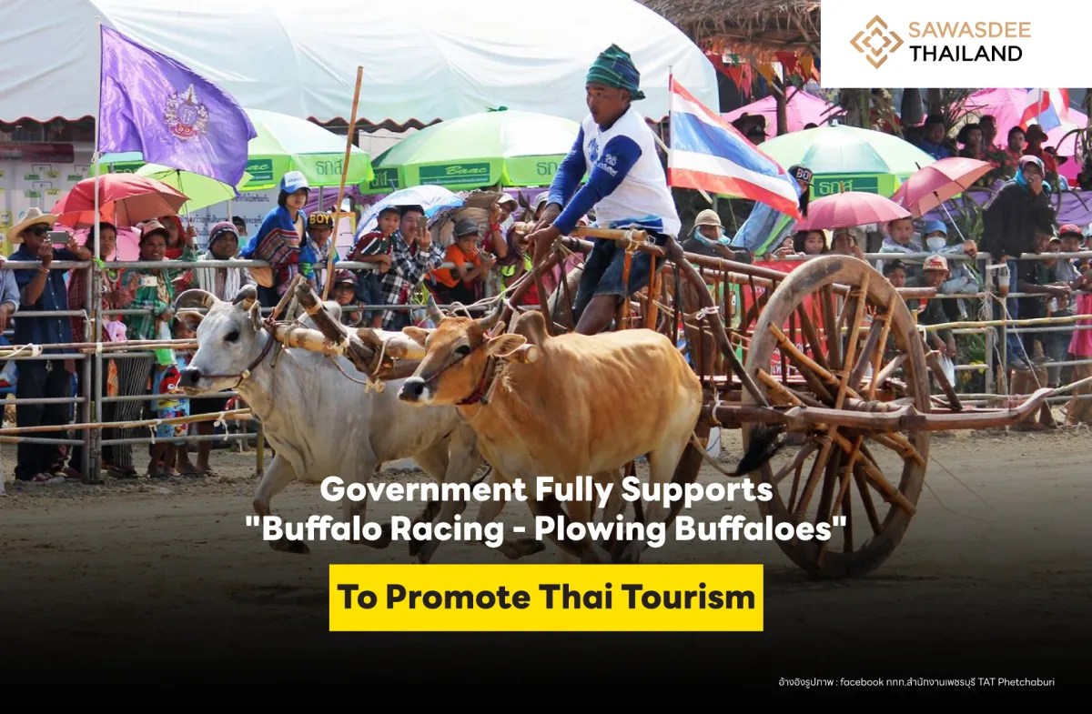 Government Fully Supports "Buffalo Racing - Plowing Buffaloes" to Promote Thai Tourism