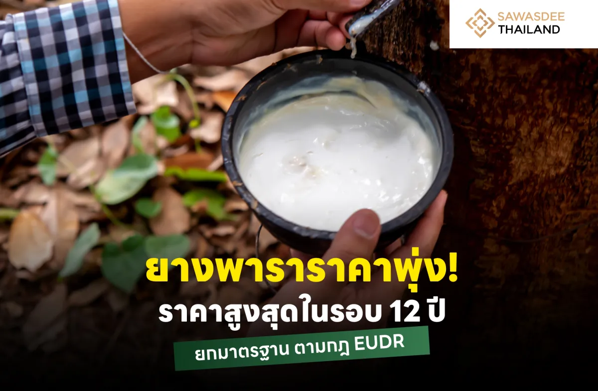 ยางพาราราคาพุ่ง ! ราคาสูงสุดในรอบ 12 ปี ยกมาตรฐาน ตามกฎ EUDR