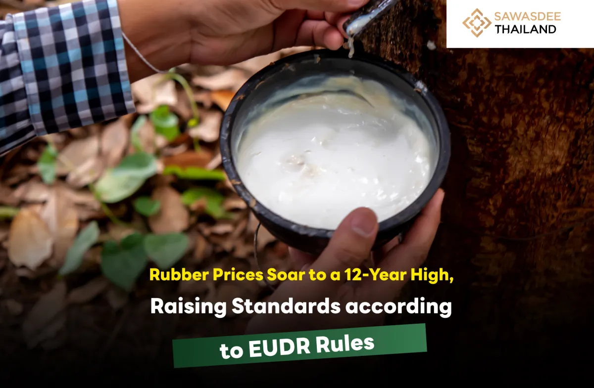 Rubber Prices Soar to a 12-Year High, Raising Dtandards according to the EUDR Rules