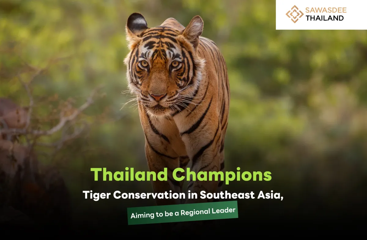 Thailand Champions Tiger Conservation in Southeast Asia, Aiming to be A Regional Leader