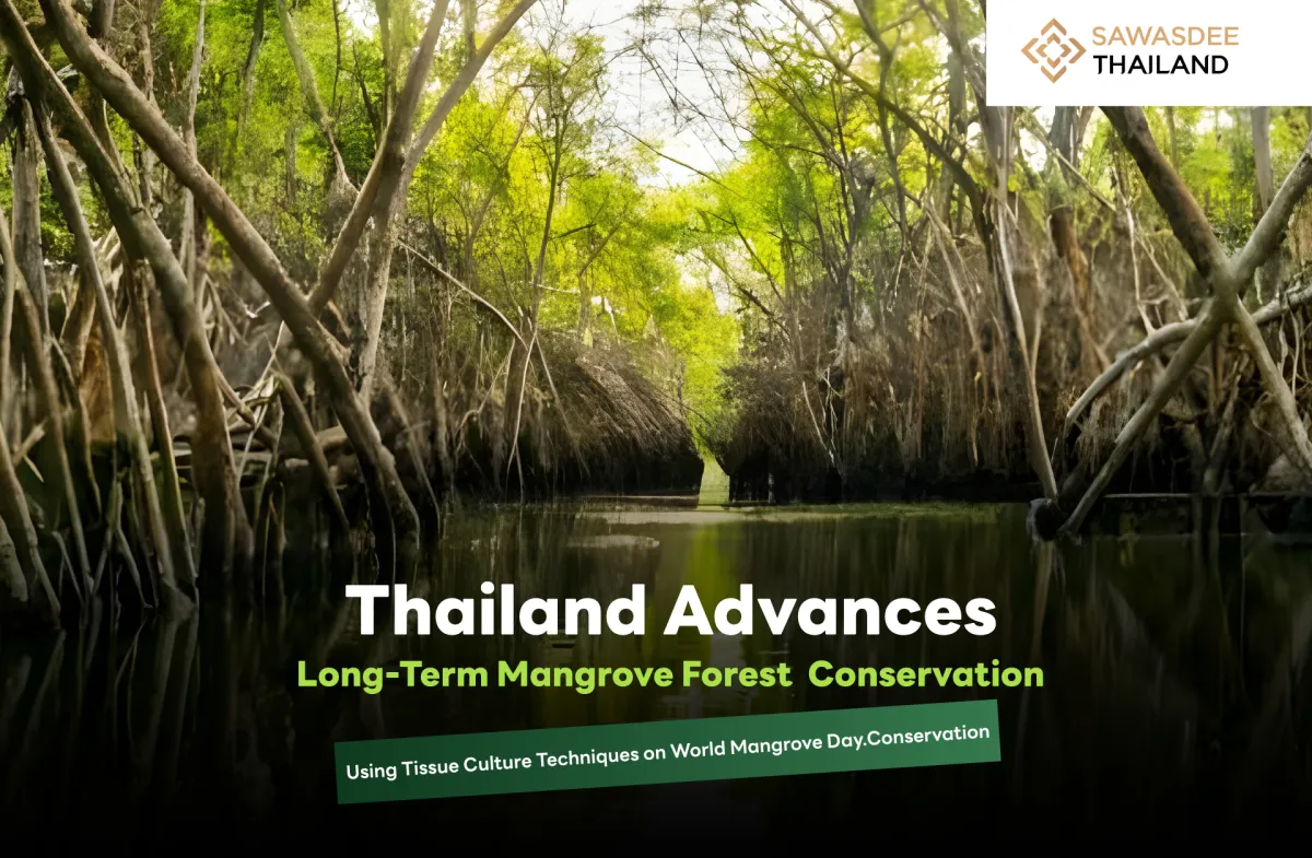 Thailand Advances Long-Term Mangrove Forest Conservation Using Tissue Culture Techniques on World Mangrove Day.