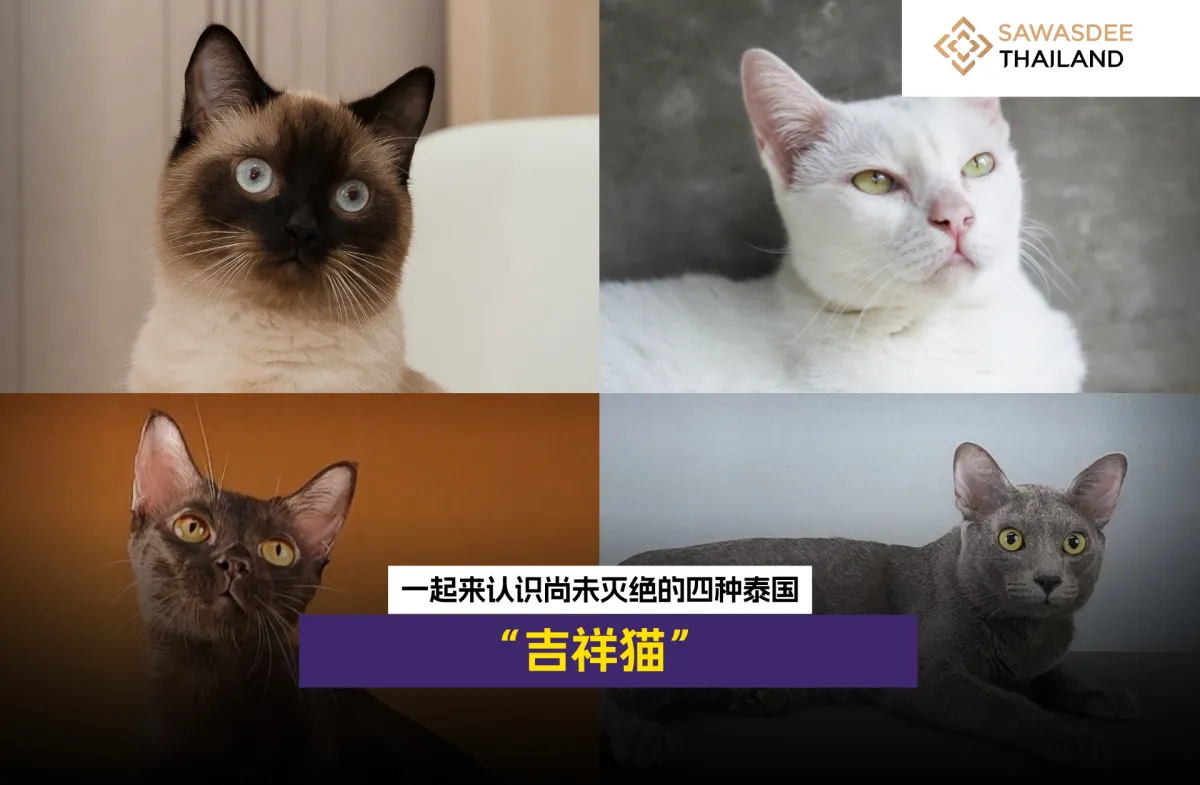 一起来认识尚未灭绝的四种泰国“吉祥猫”