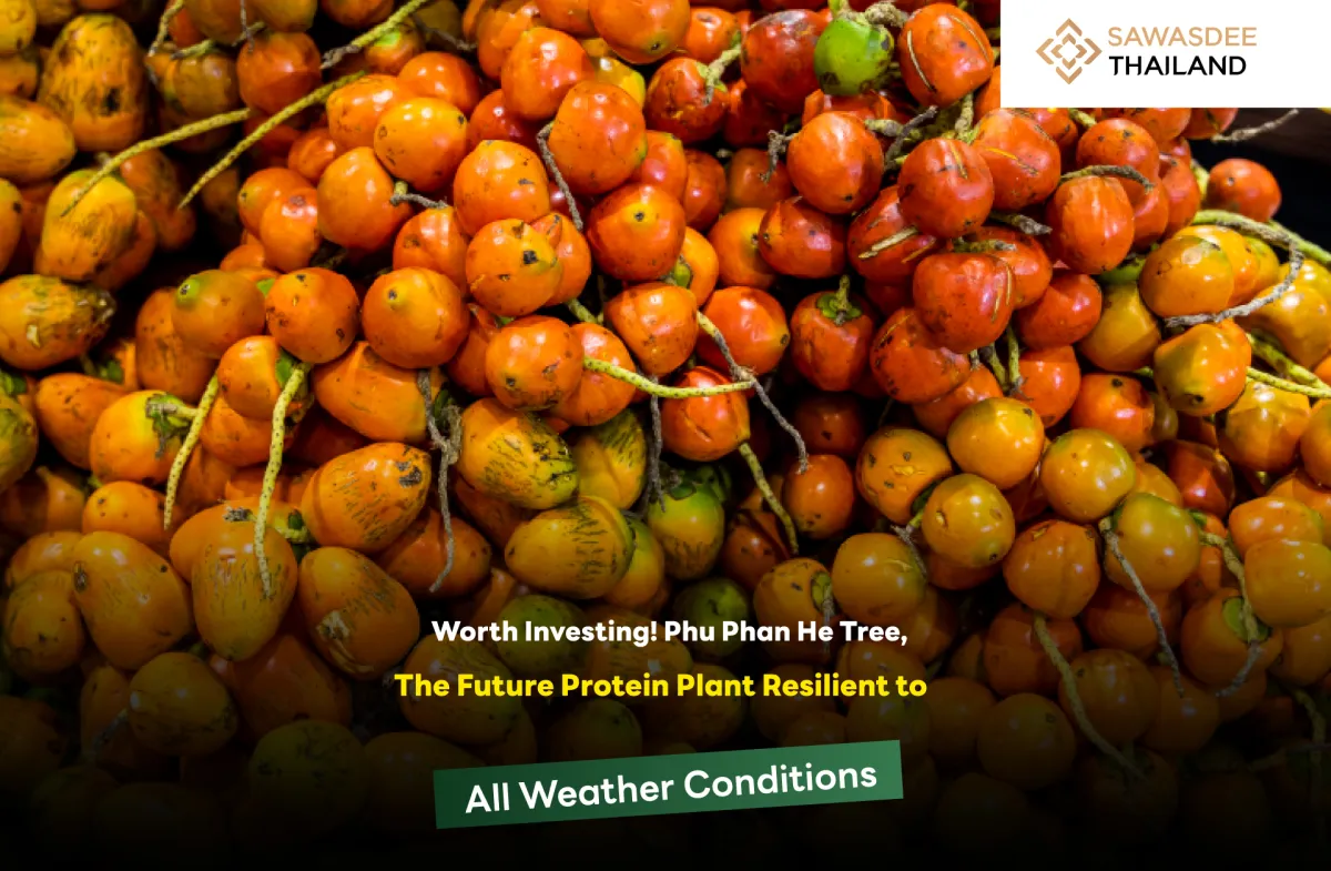 Worth Investing! Phu Phan He Tree, The Future Protein Plant Resilient to All Weather Conditions