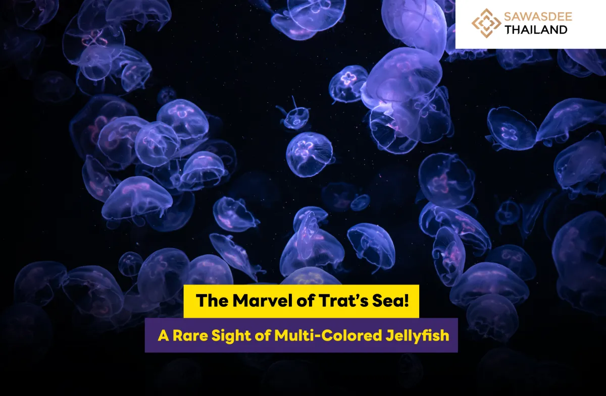 The Marvel of Trat’s Sea! A Rare Sight of Multi-Colored Jellyfish