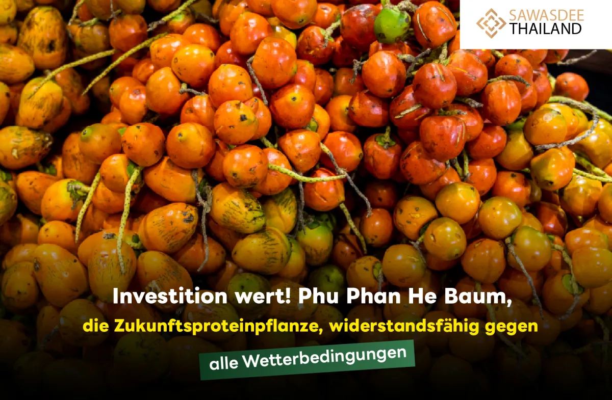 Investition wert! Phu Phan He Baum, die Zukunftsproteinpflanze, widerstandsfähig gegen alle Wetterbedingungen