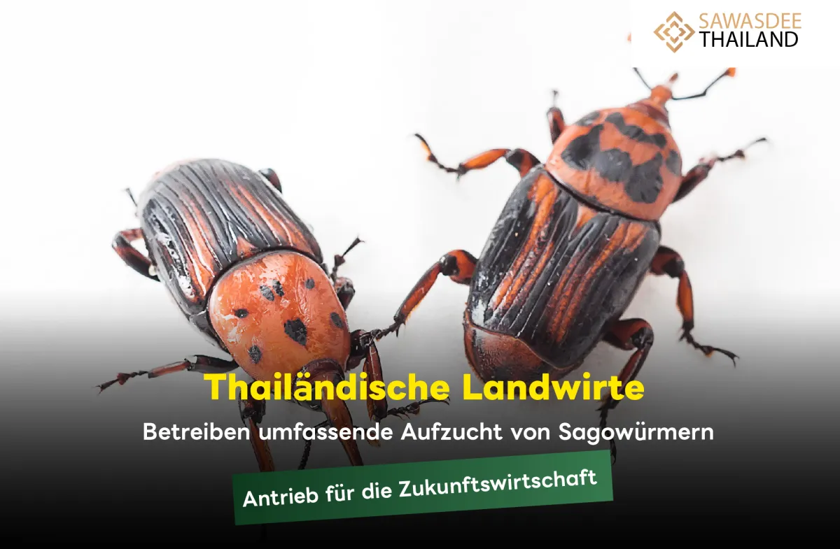 Thailändische Landwirte betreiben umfassende Aufzucht von Sagowürmern – Antrieb für die Zukunftswirtschaft