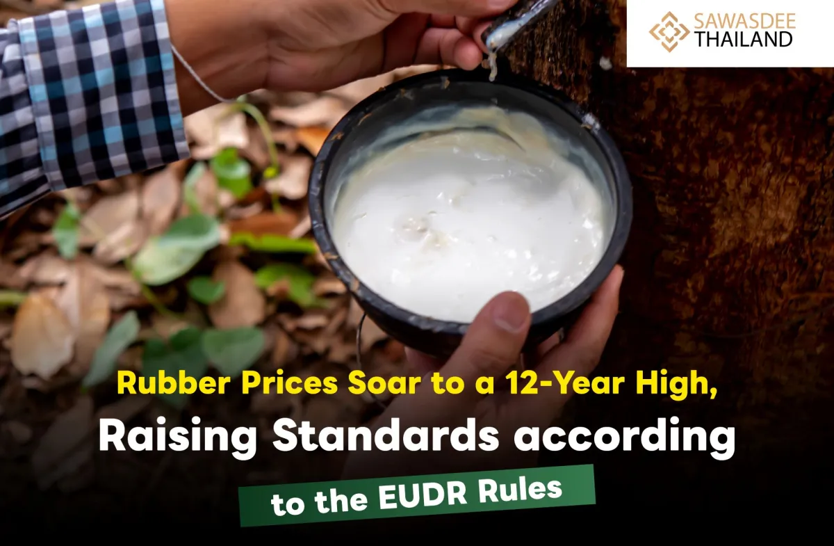 Rubber Prices Soar to a 12-Year High, Raising Standards according to the EUDR Rules