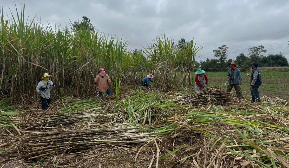 Thailand's Public, Private & Agricultural Sectors Cooperatively Handle PM2.5 Situation, Burnt Cane Historically Decreased to 9%