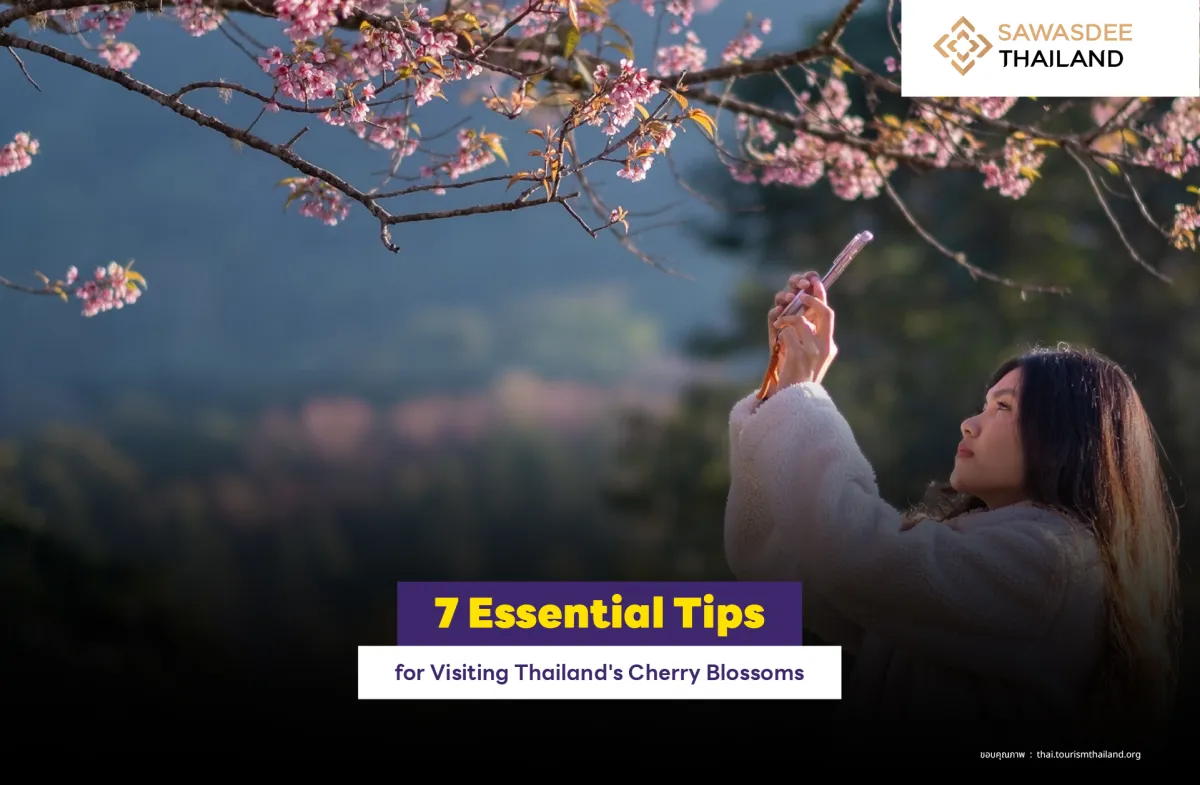 7 Essential Tips for Visiting Thailand's Cherry Blossoms