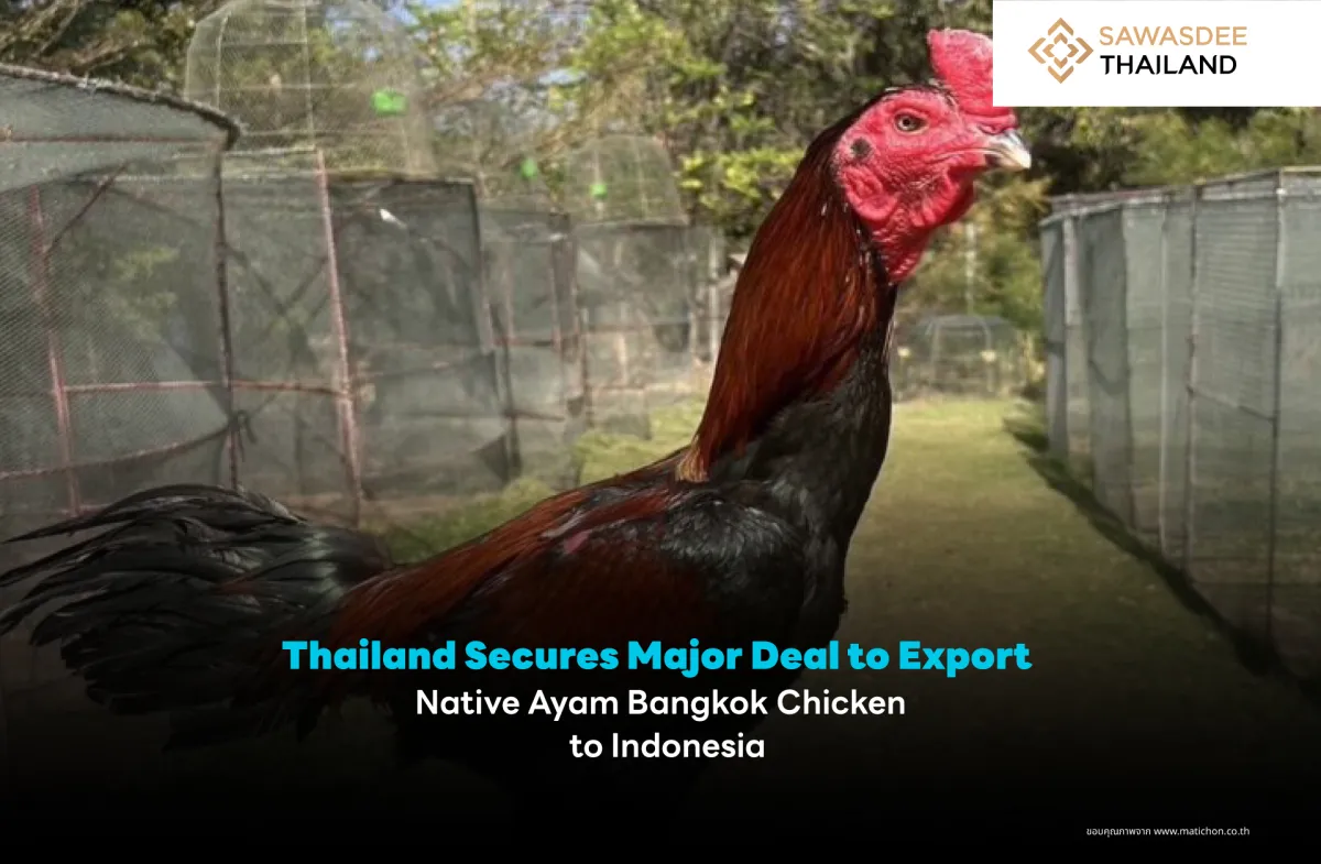 Thailand Secures Major Deal to Export Native Ayam Bangkok Chicken to Indonesia