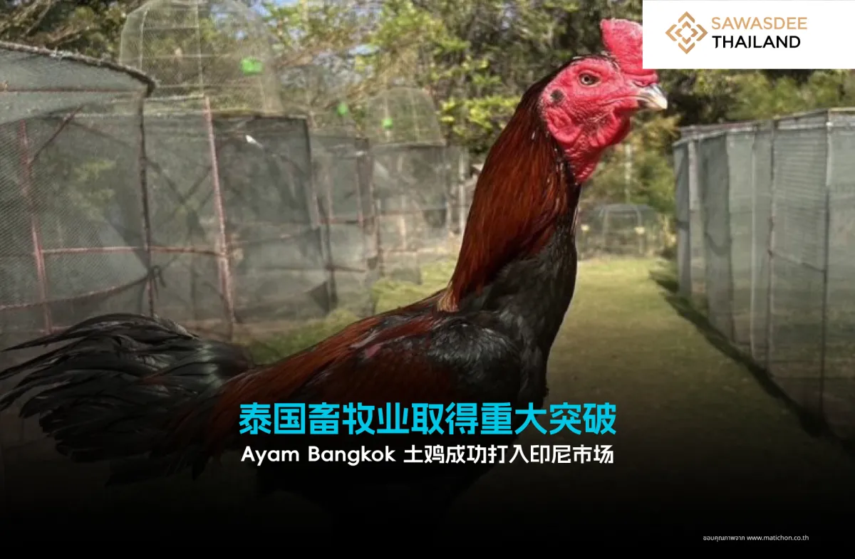泰国畜牧业取得重大突破 Ayam Bangkok 土鸡成功打入印尼市场
