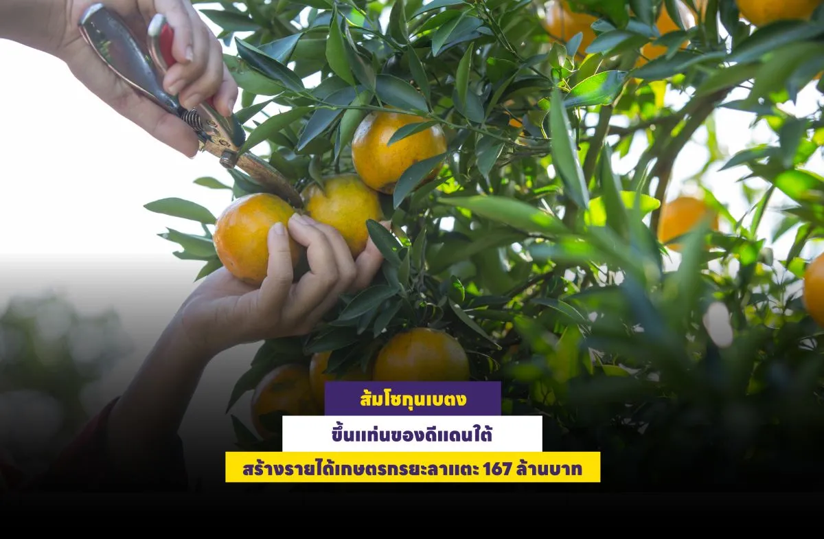 ส้มโชกุนเบตง ขึ้นแท่นของดีแดนใต้ สร้างรายได้เกษตรกรยะลาแตะ 167 ล้านบาท