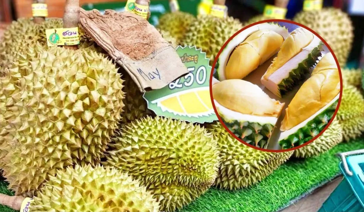 パチュアップキリカンのドリアンを促進するフルーツフェスティバルが、開催されています。