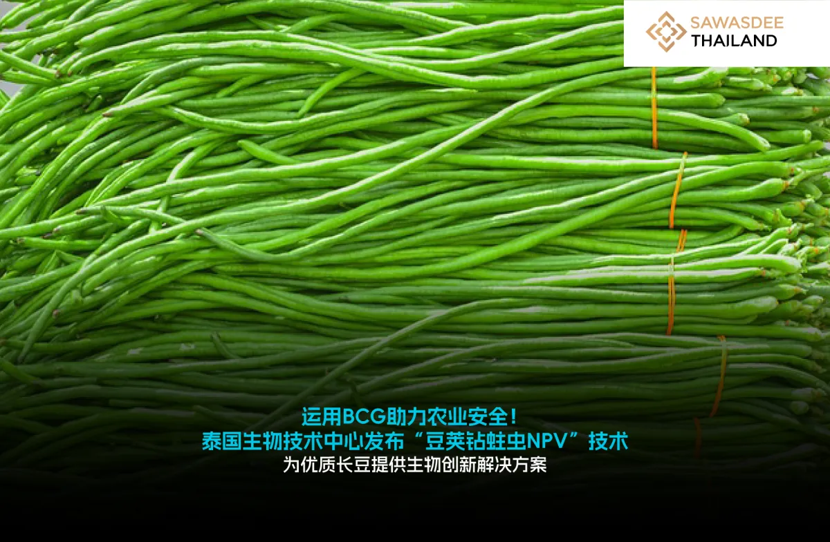 运用BCG助力农业安全！泰国生物技术中心发布“豆荚钻蛀虫NPV”技术    为优质长豆提供生物创新解决方案