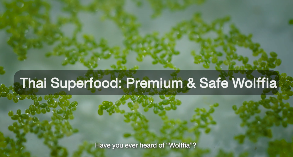 Thai Superfood "Premium Safe Swamp algae"