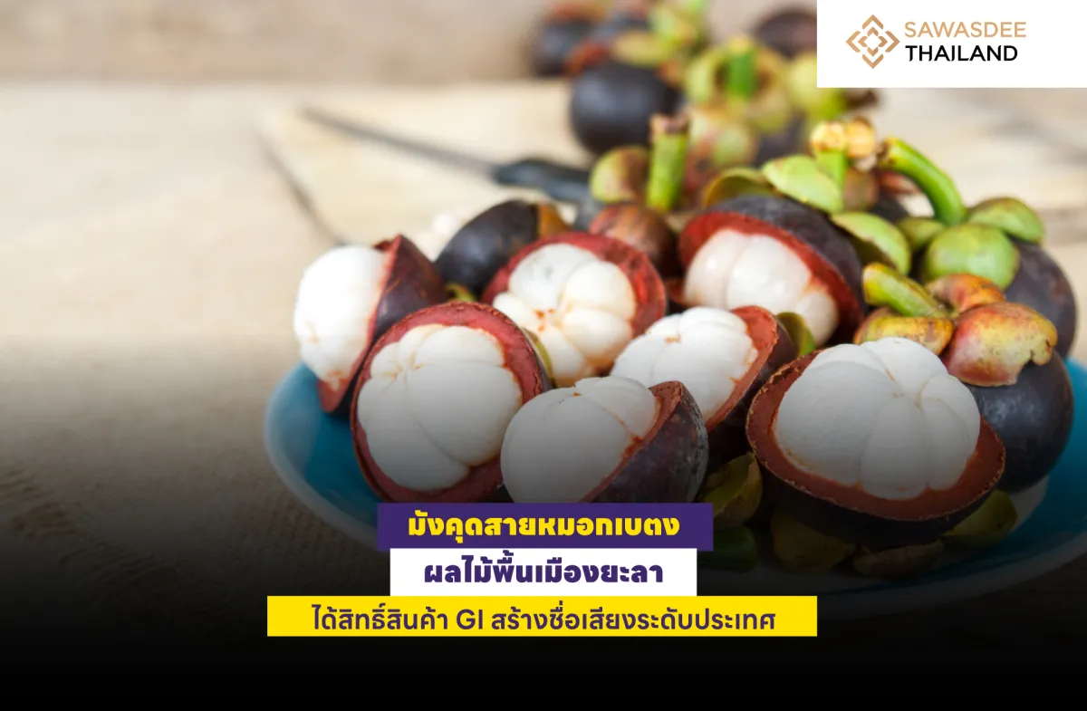 มังคุดสายหมอกเบตง ผลไม้พื้นเมืองยะลา ได้สิทธิสินค้า GI สร้างชื่อเสียงระดับประเทศ