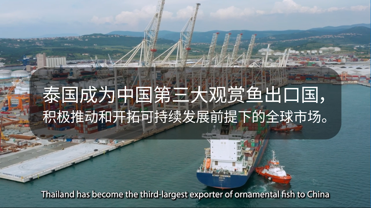 泰国成为中国第三大观赏鱼出口国，积极推动和开拓可持续发展前提下的全球市场。