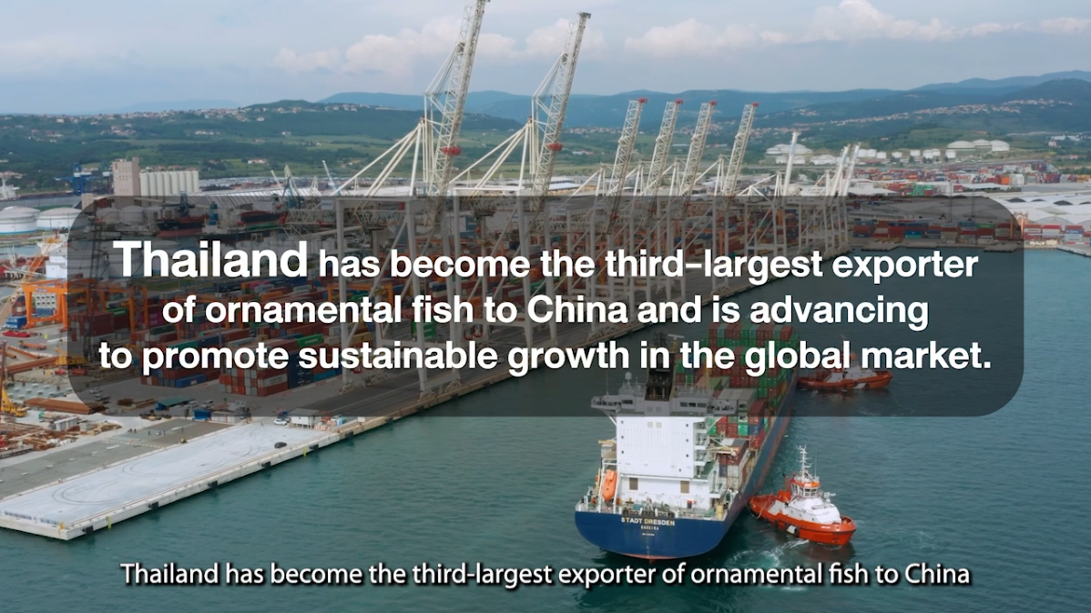 Thailand has become the third-largest exporter of ornamental fish to China and is advancing to promote sustainable growth in the global market.