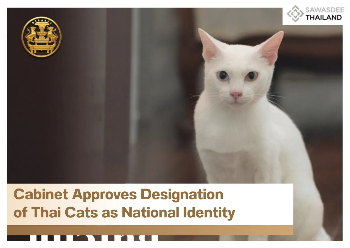 Cabinet Approves Designation of Thai Cats as National Identity