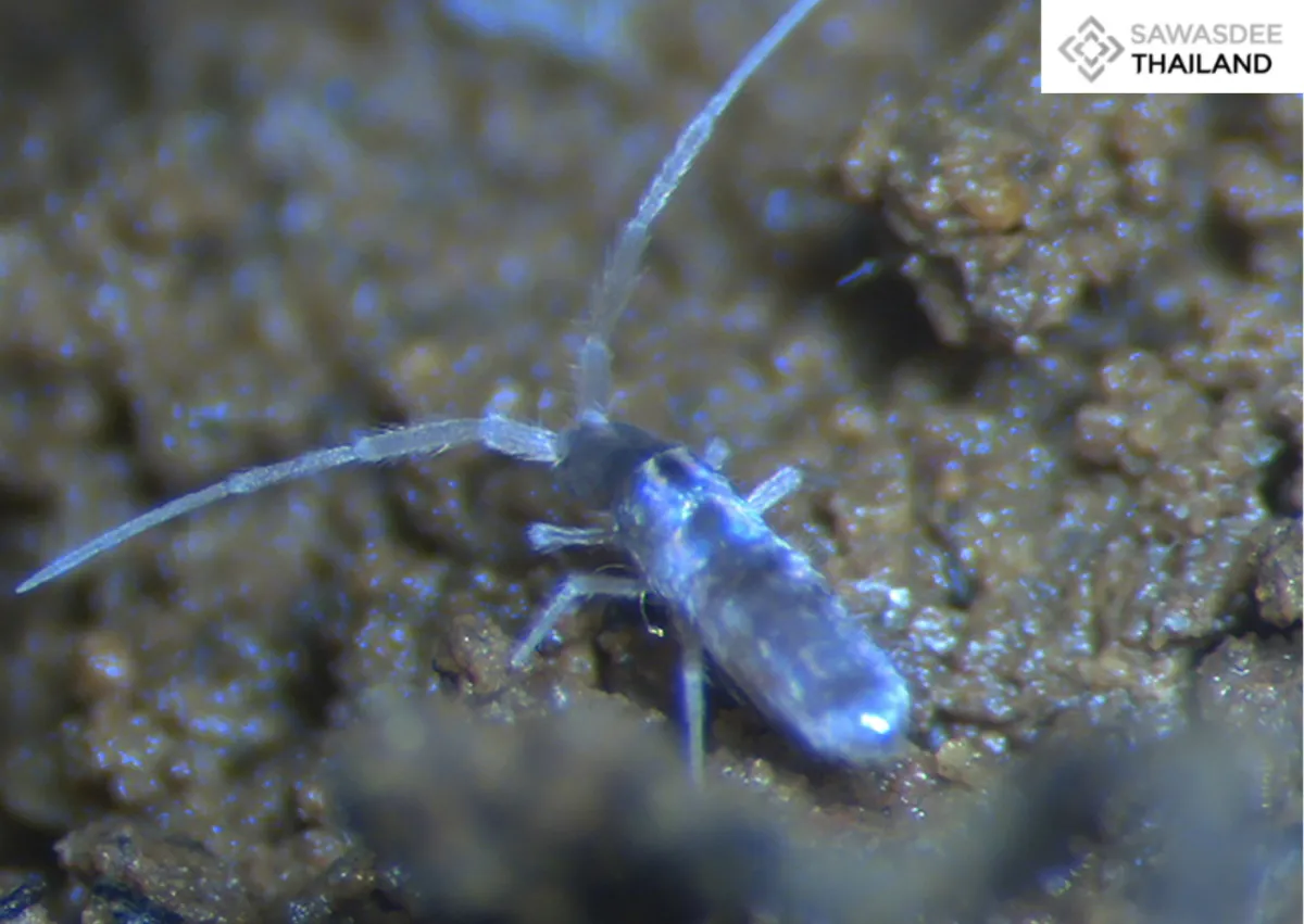 Thailand Unveils 43 New-to-the-World Species, Highlighting Mekong Biodiversity and Conservation Challenges