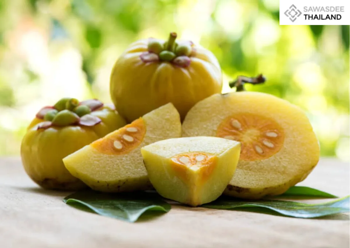Thailand Advances Herbal Research with Locally Developed Garcinia cambogia(ส้มแขก) Innovation