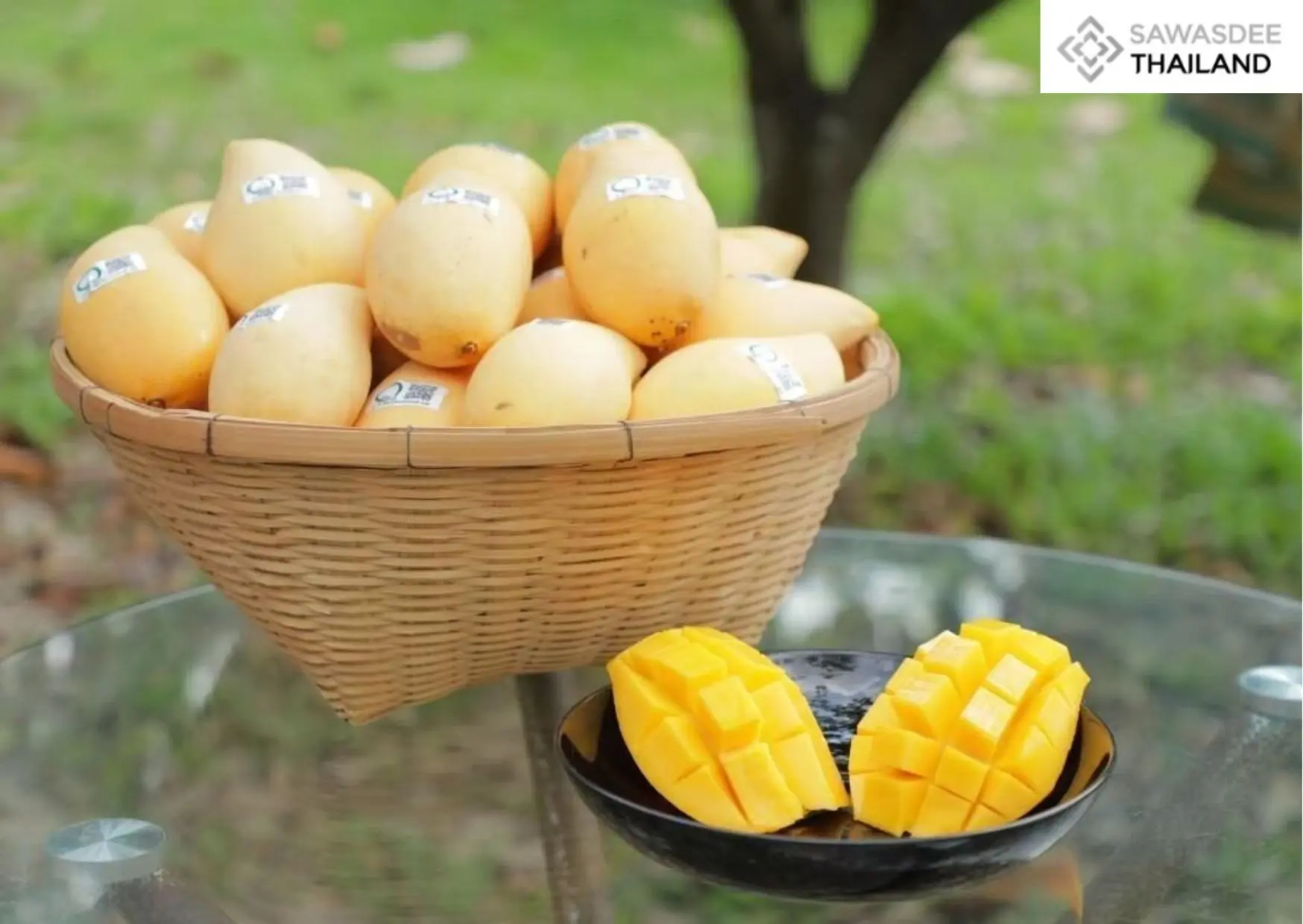 Commerce Ministry Partners with Private Sector to Launch “Discover Thai Fruits 2026” Promoting Premium GI Mangoes